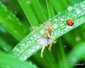 Fairy watching ladybug fairy original
